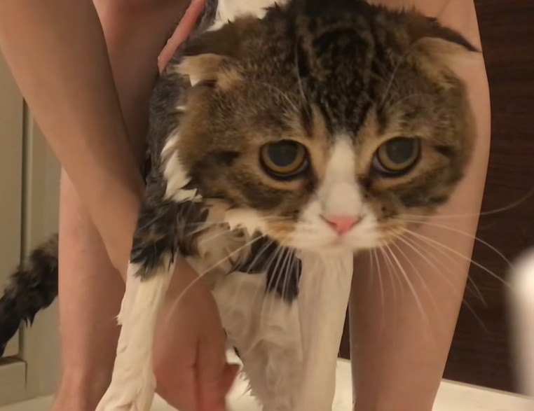 ふわふわの猫さん、お風呂に入るとどうなる？