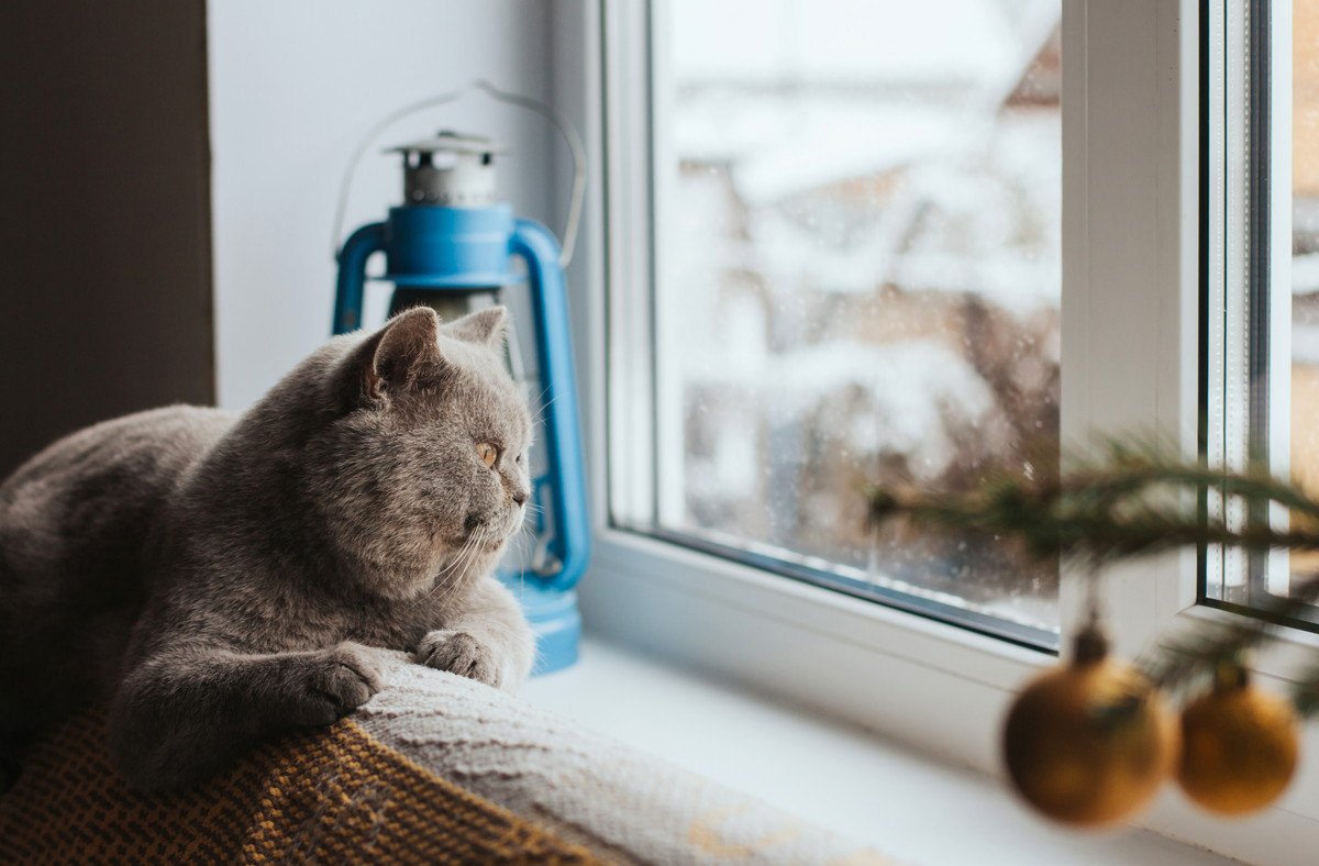 猫が『肌寒い』と感じるのは何度？室内温度の保ち方や暖房器具以外で気をつけるべきこと3つ