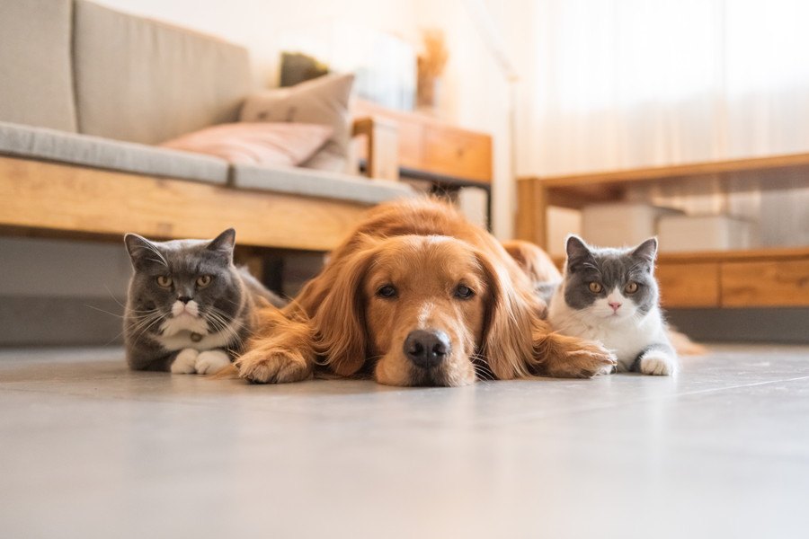 猫と犬は仲良く暮らせる？一緒に生活するために注意すべきこと5つ