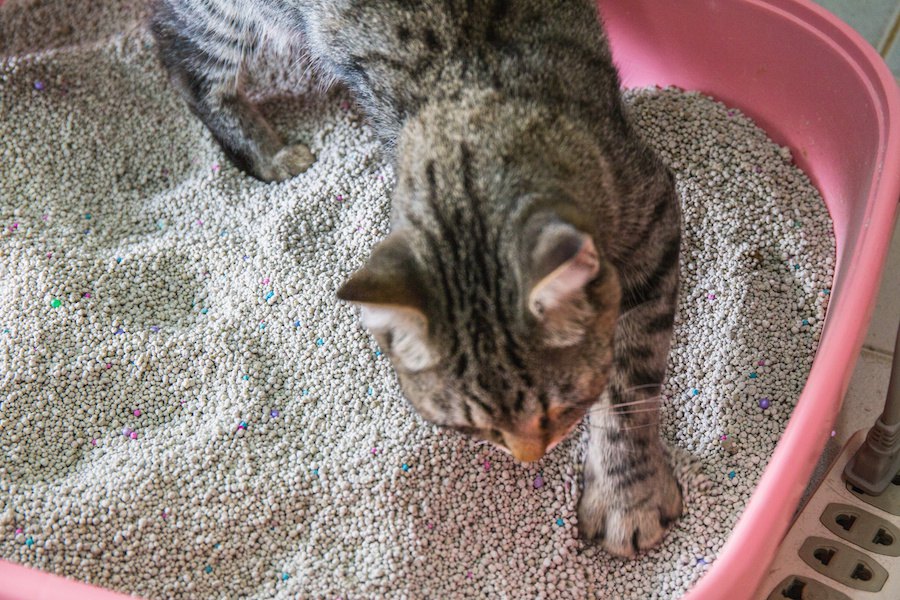 流せる猫砂がトイレで詰まる！3つの対処法、おすすめ商品