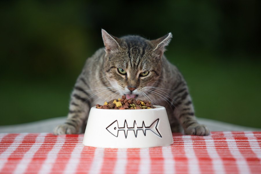 猫がご飯を残すのはどうして？６つの理由