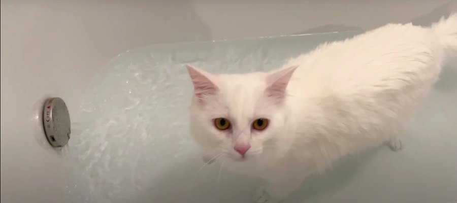 お湯張り中の浴槽にダイブしちゃう猫ちゃん！？