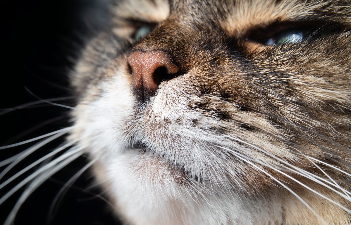 猫の『鼻炎・副鼻腔炎』とは？発症する原因や症状、治療法など
