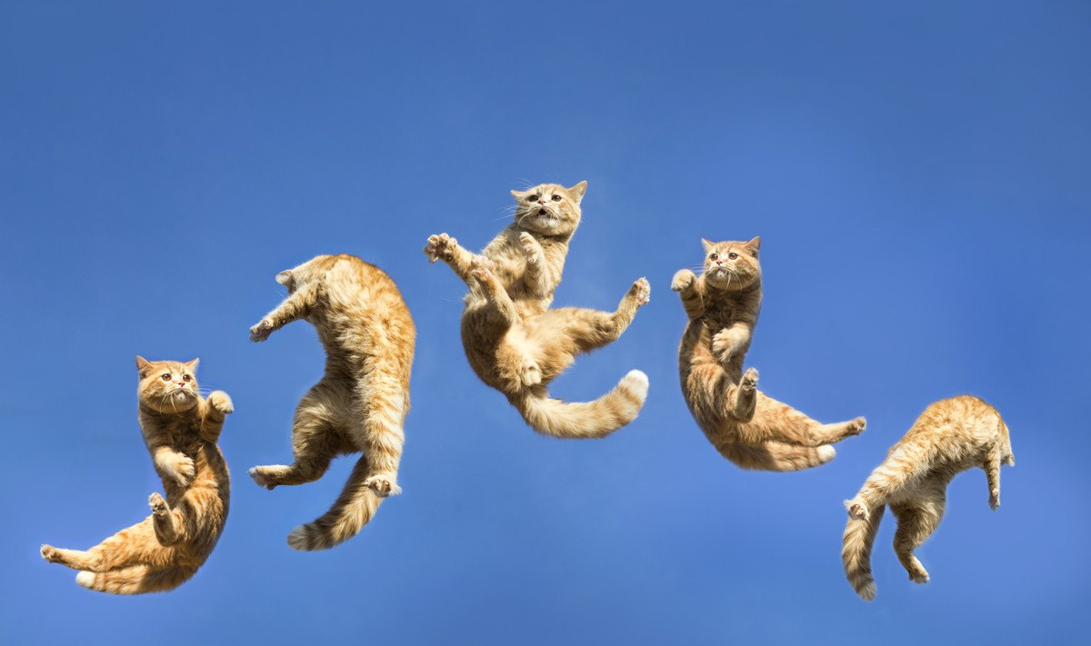 猫が『ジャンプ』に失敗してしまう3つの要因