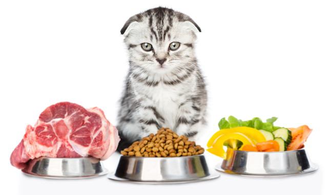 【獣医師監修】猫は人間の食べ物を食べても大丈夫？食べていいもの悪いもの