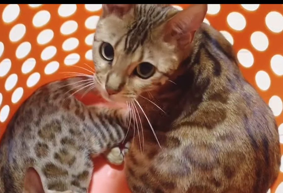 みんなお気に入り！カゴで遊ぶベンガル猫さんたち！