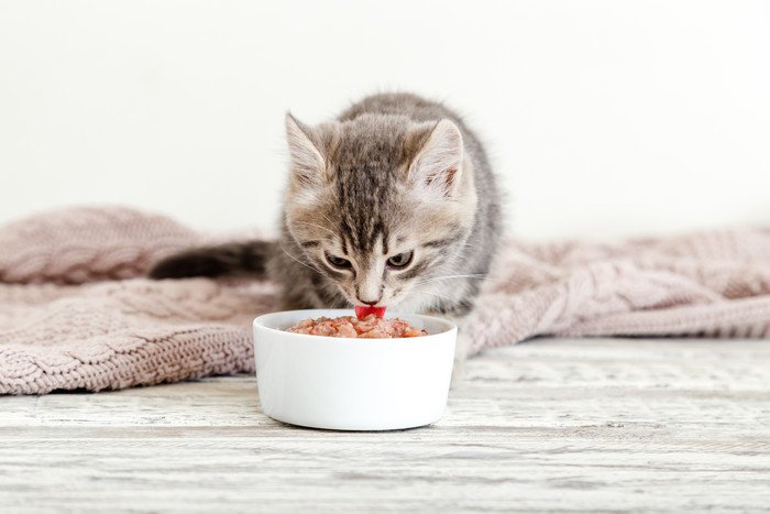 猫の『療法食』を与えるときに必要な知識4つ！機能性ペットフードとの違いも解説