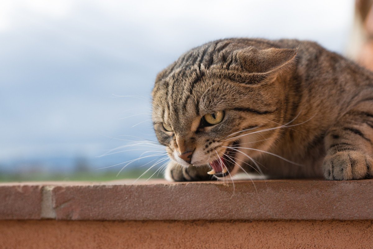 猫が『突然激怒』する5つのシーン　飼い主がすべき対処法とは？