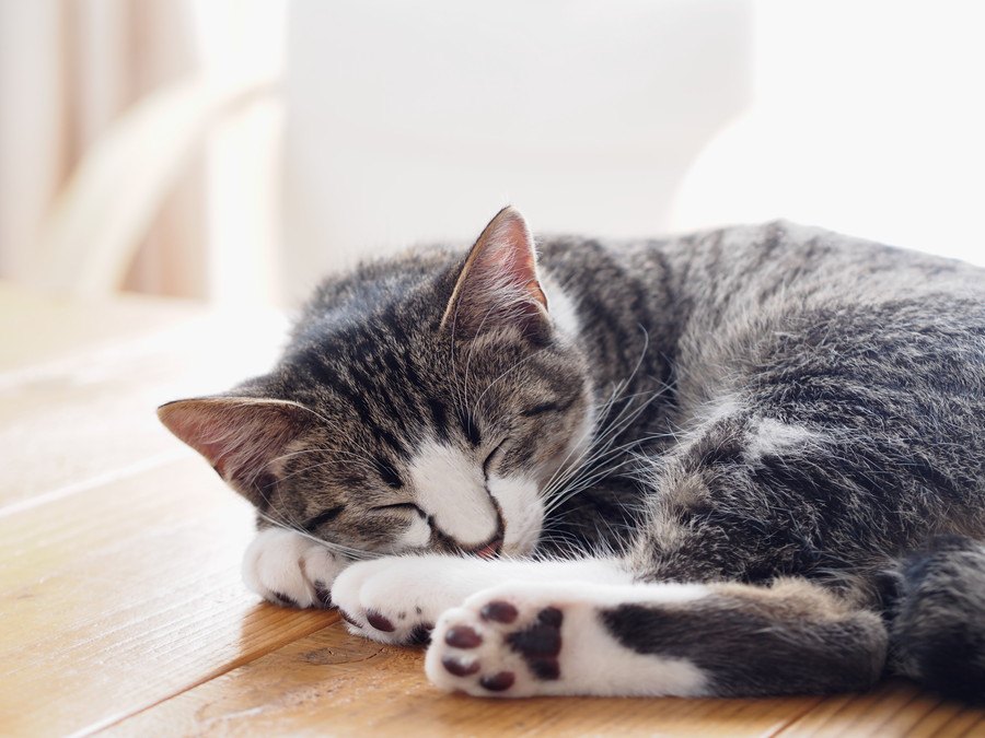 猫に虫が寄生している時の症状や対処法、予防の方法