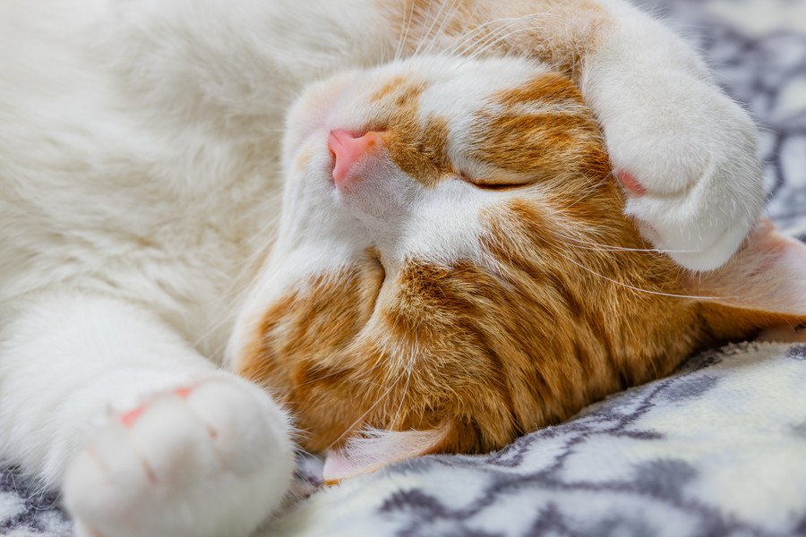 猫の寝顔コレクション♡寝姿を見ると癒やされるのはどうして？