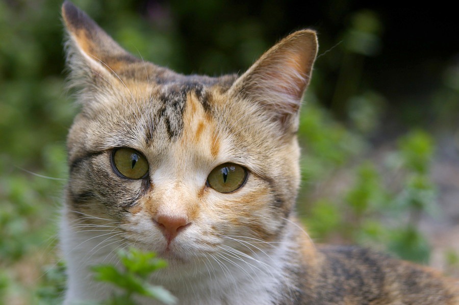 猫にミントを与えても大丈夫？危険なアロマ、安全なハーブなどを解説