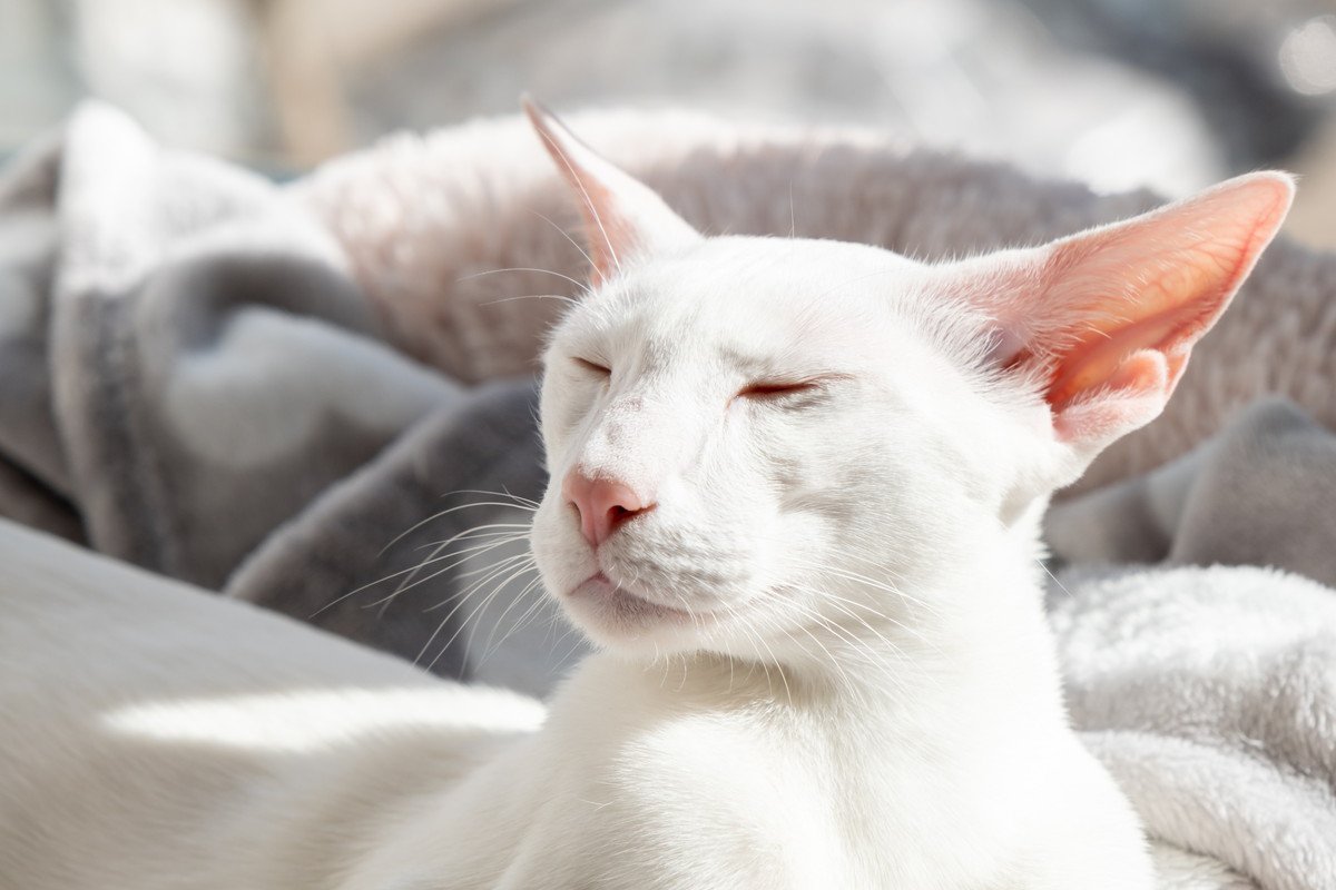 猫の『耳』が熱いときの原因4つ！考えられる病気や対策を解説