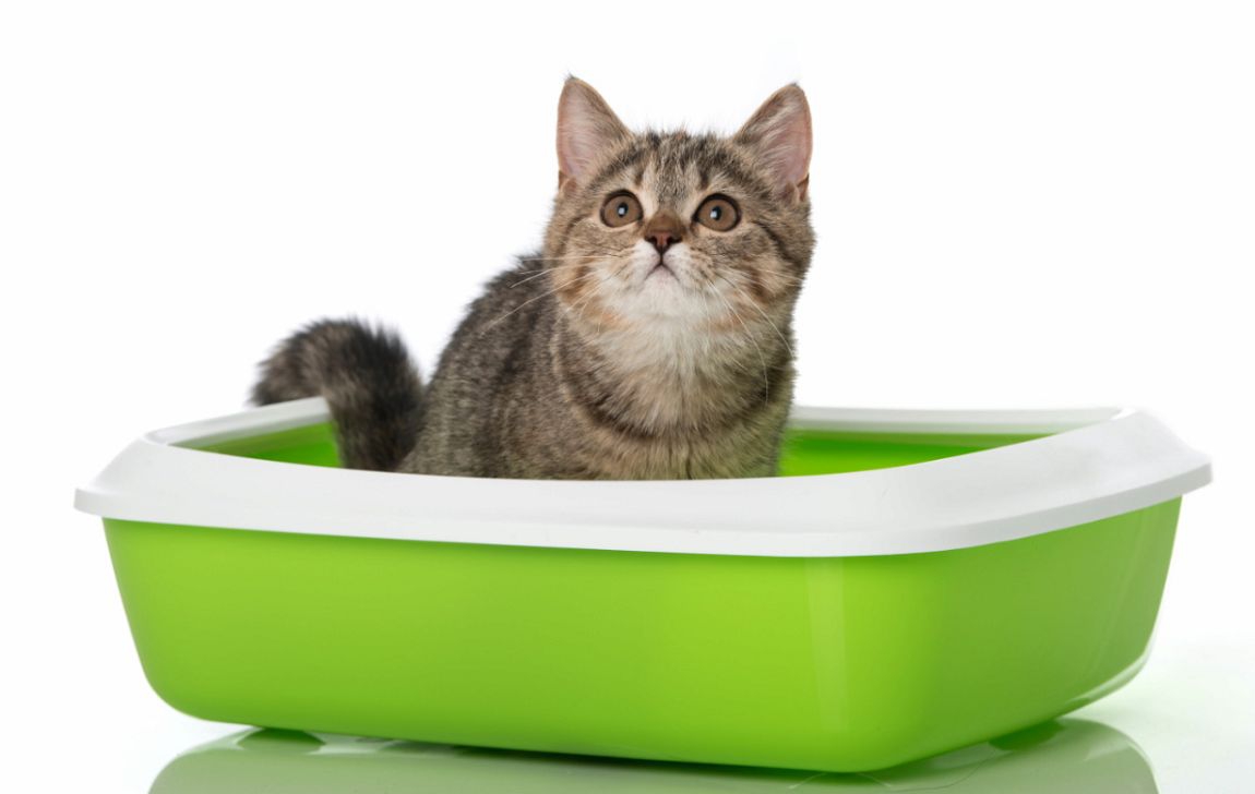 子猫用トイレの選び方！種類やしつけ方、猫砂のタイプ