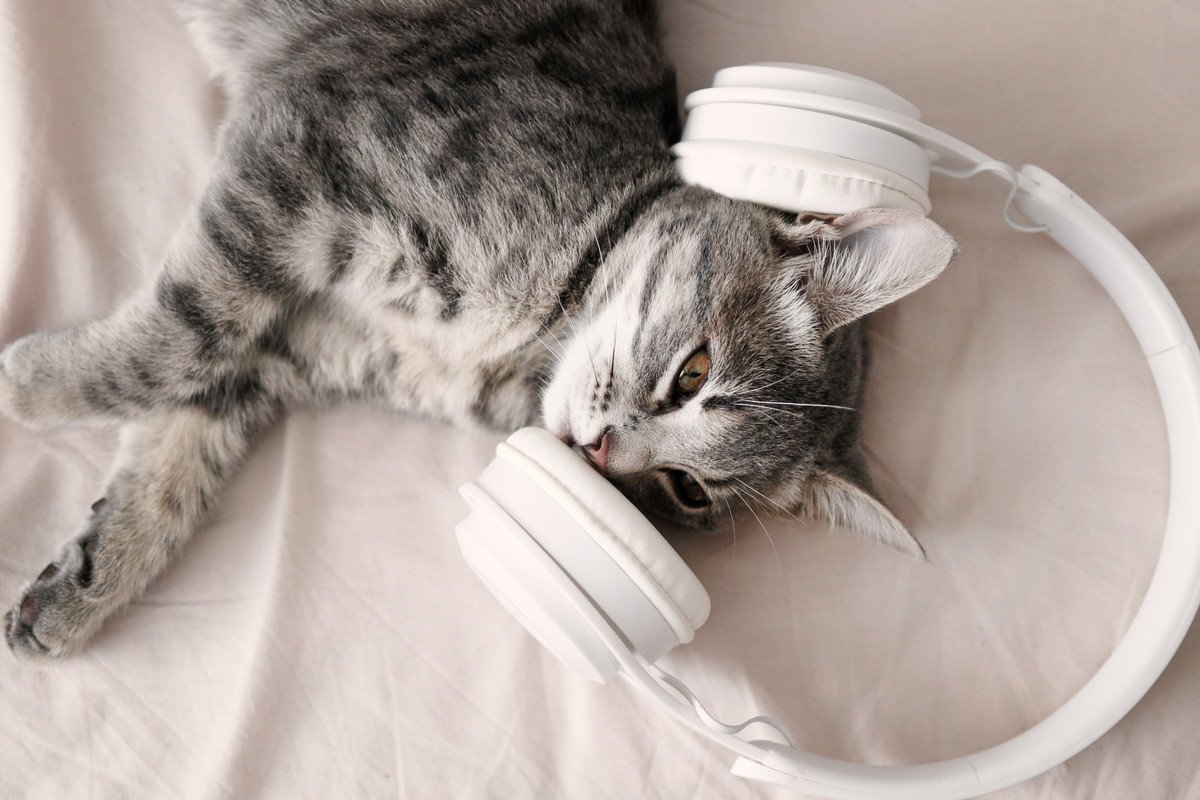 猫の『聴力』に関する3つの豆知識　ヒトよりはるかにスゴい猫たちの音世界とは？