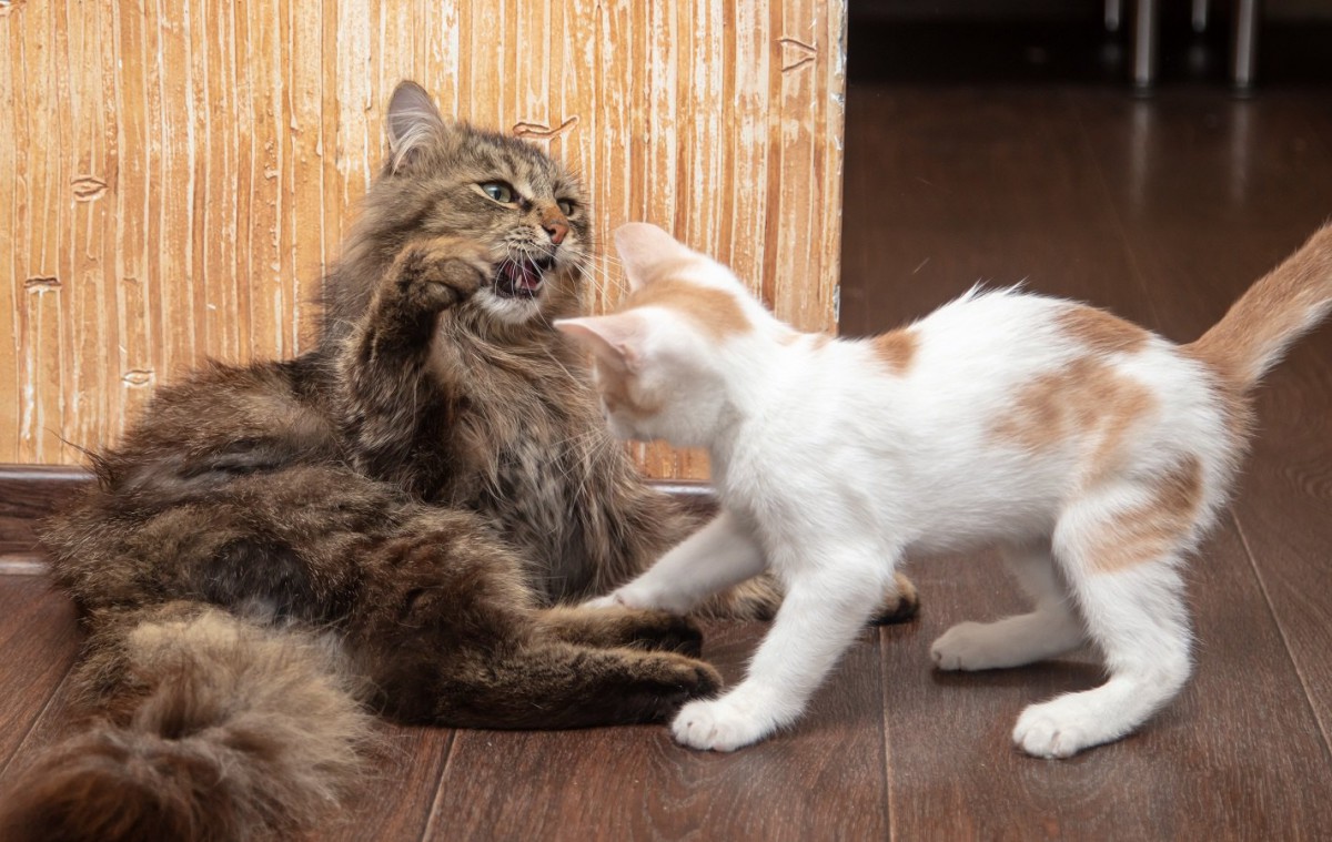 猫同士が喧嘩する理由３つ