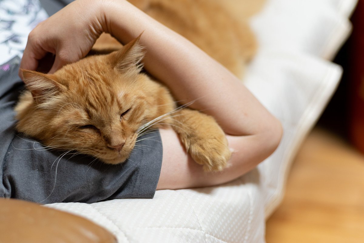 猫が飼い主の『腕枕』で寝ようとする時の心理5つ♪上手な対処法とは