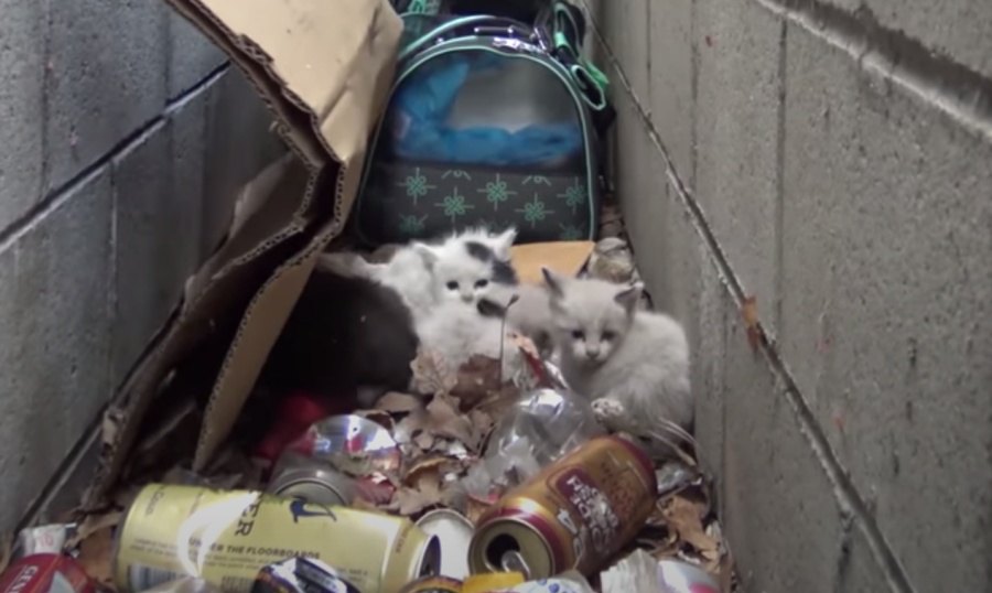 塀のすき間に放置された5匹の子猫を救助…母猫が受けた『TNR』とは？
