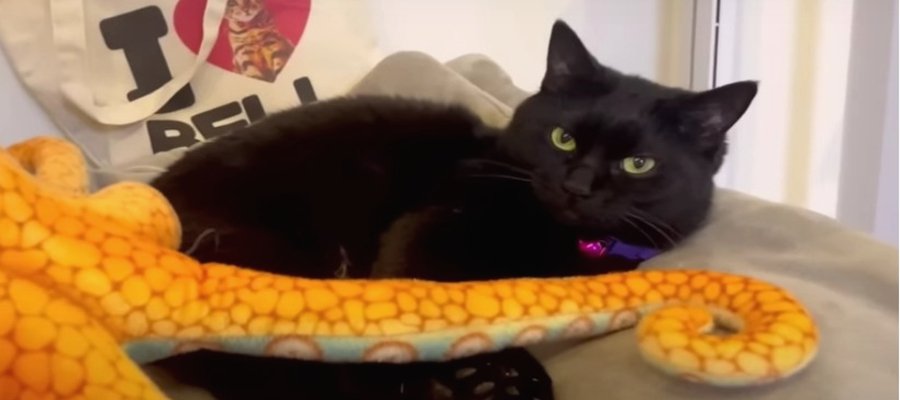 大きなタコのぬいぐるみとタコ墨みたいな黒猫ちゃん！
