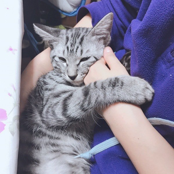 猫に腕枕をする時の4つのポイント