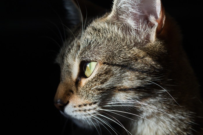 猫の目が充血する原因や考えられる病気、対処法について