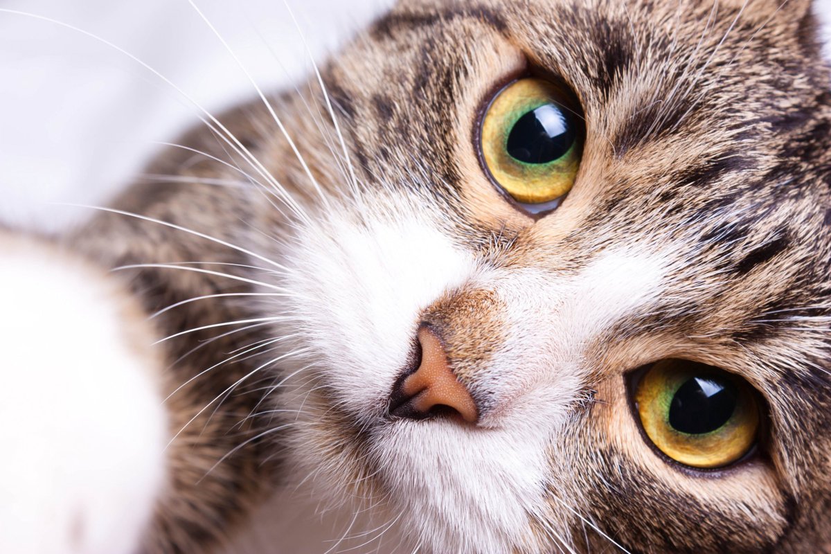 猫の鼻がいつも濡れているのは「健康な証拠」？