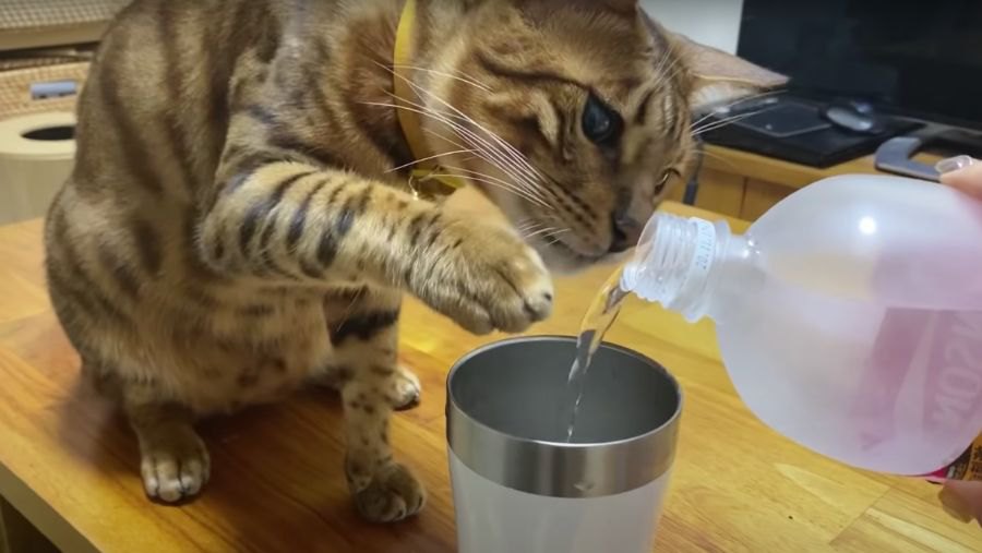 シュワシュワパチパチにびっくり！初めての炭酸水で遊ぶ猫さんたち♡