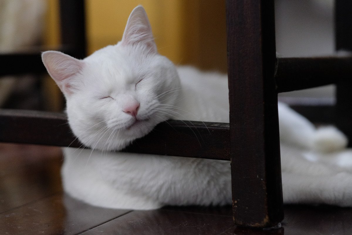 猫がころころ『寝る場所』を変えるときに考えられる4つの理由　実は安眠できていないサイン？