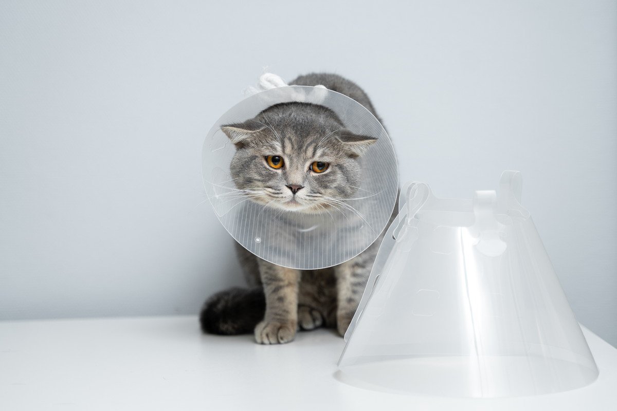 愛猫に傷口をなめさせないための対処法3つ　放置すると傷が悪化する危険も
