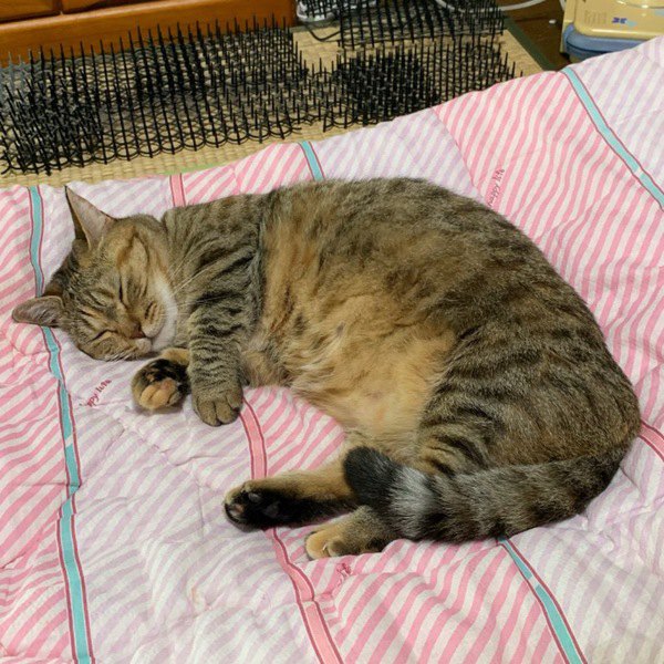 猫の快適な寝床を作る方法5つ