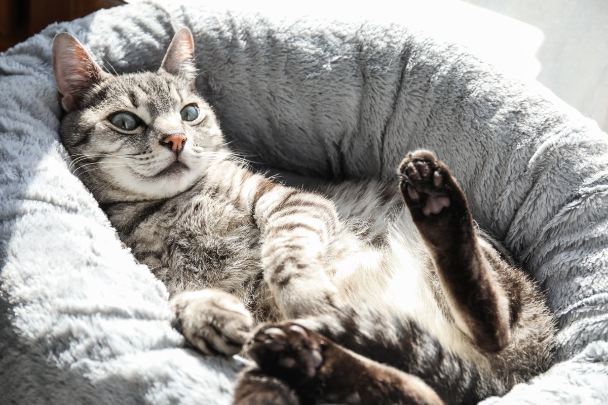 猫が気持ちよ～く寝てくれる『快適な寝床』3つの条件　快眠がなぜ大事なのかも解説