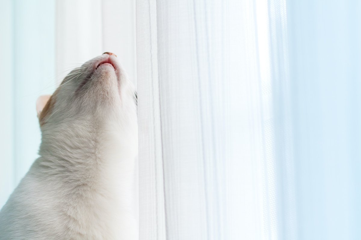 猫が『カーテン登り』をしたがる5つの理由！止めさせるための対策とは？