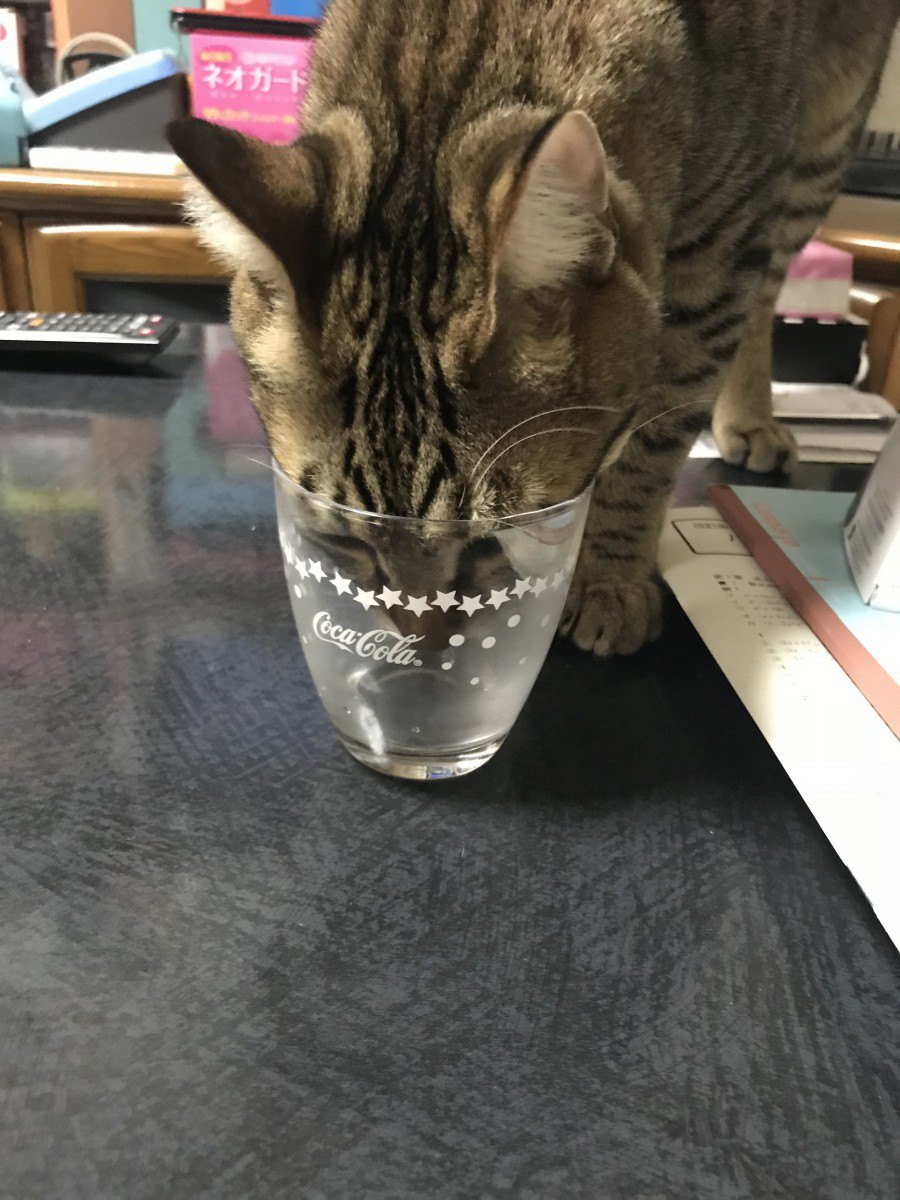 猫が炭酸水を飲んでも大丈夫？