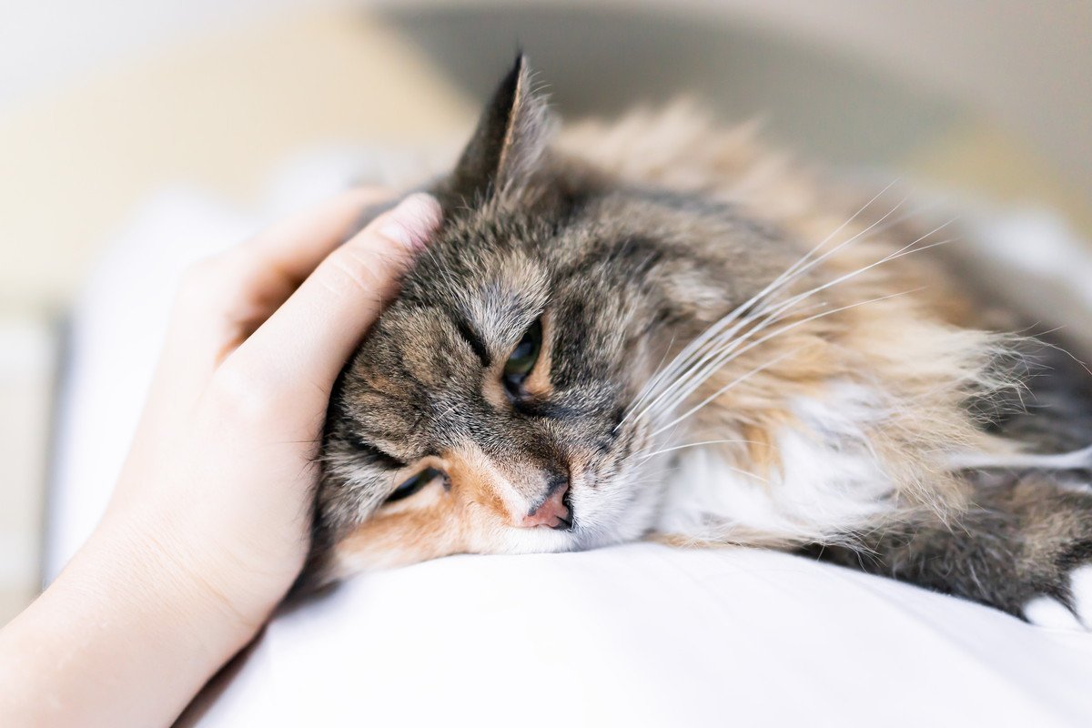 愛猫の最期まで責任を持つために…ペット保険とペット信託