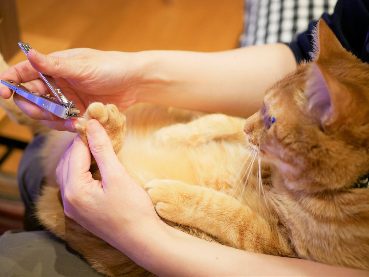 猫が『爪切り』で大暴れ…苦手意識を和らげる５つのアイデア