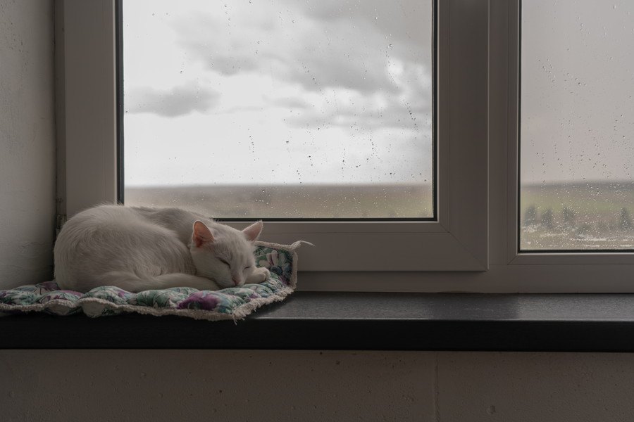 猫が『雨の日』によく寝る4つの理由
