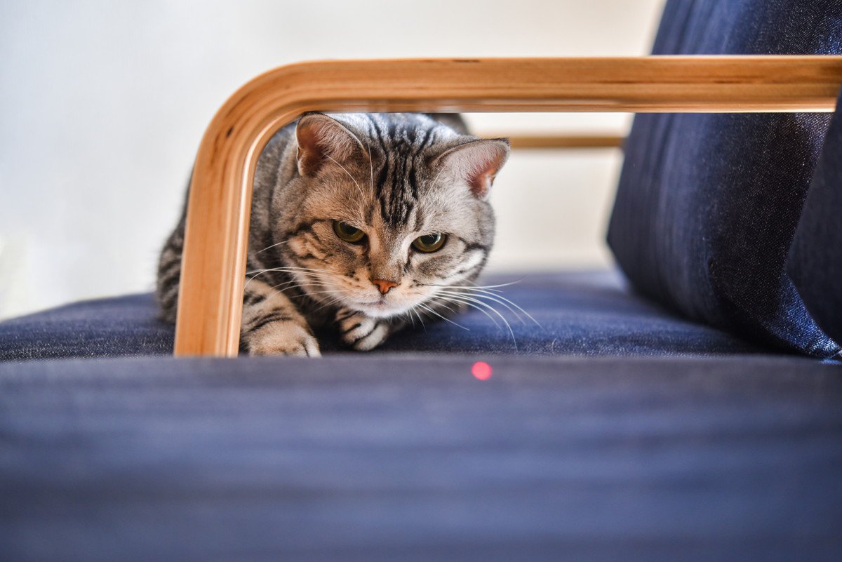 失明の危険も！猫と『レーザーポインター』で遊ぶ時の注意点3つ