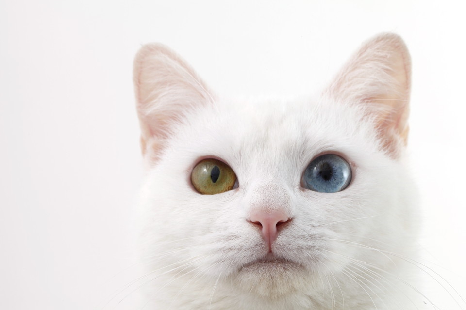 猫がオッドアイになる理由と聴覚障害について