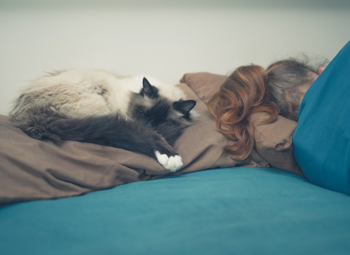猫が飼い主の『枕の上』で眠るワケ4つ