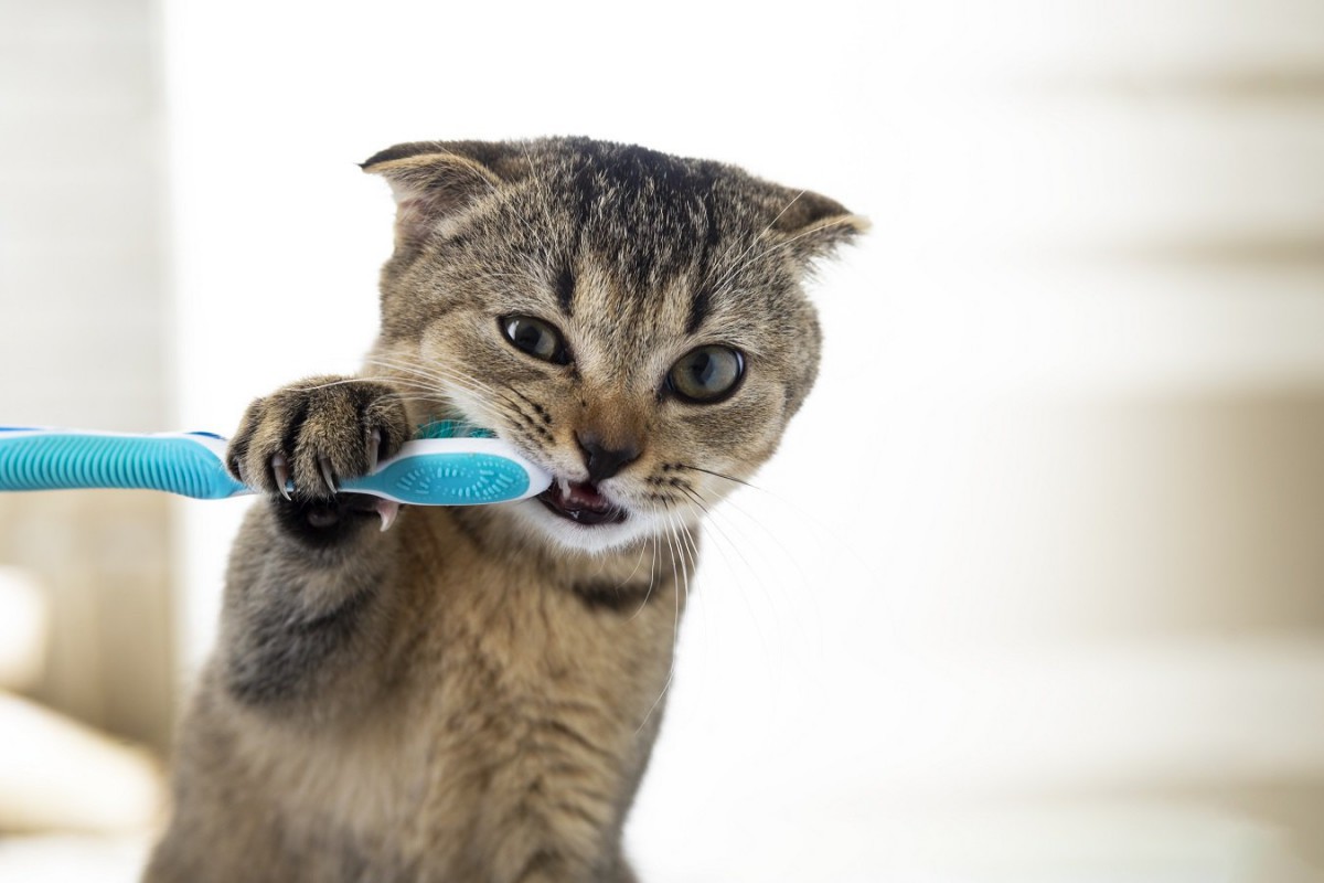 猫の歯磨きに苦労している人へ！おすすめの方法５つ