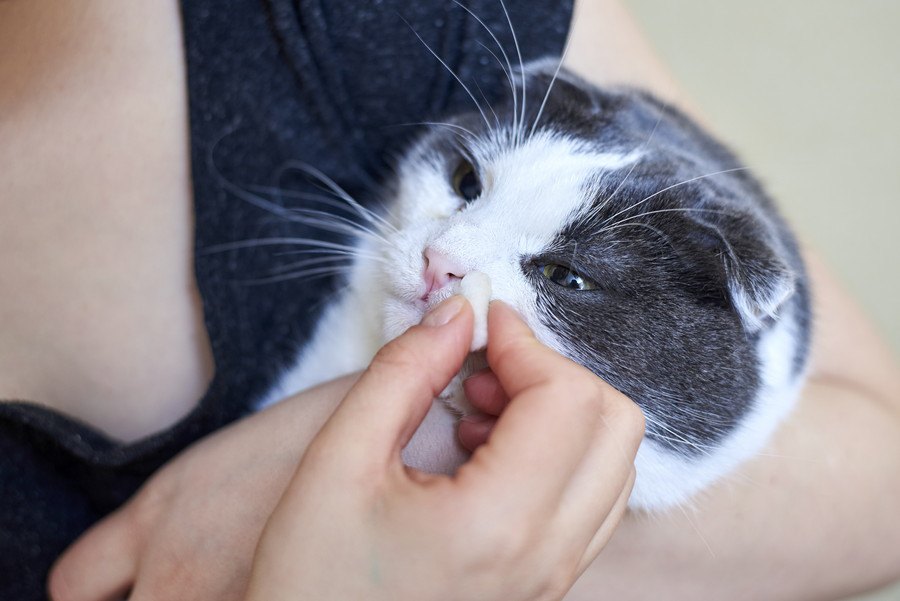 猫の『鼻水の色』に異変が…考えられる４つの原因と対処法