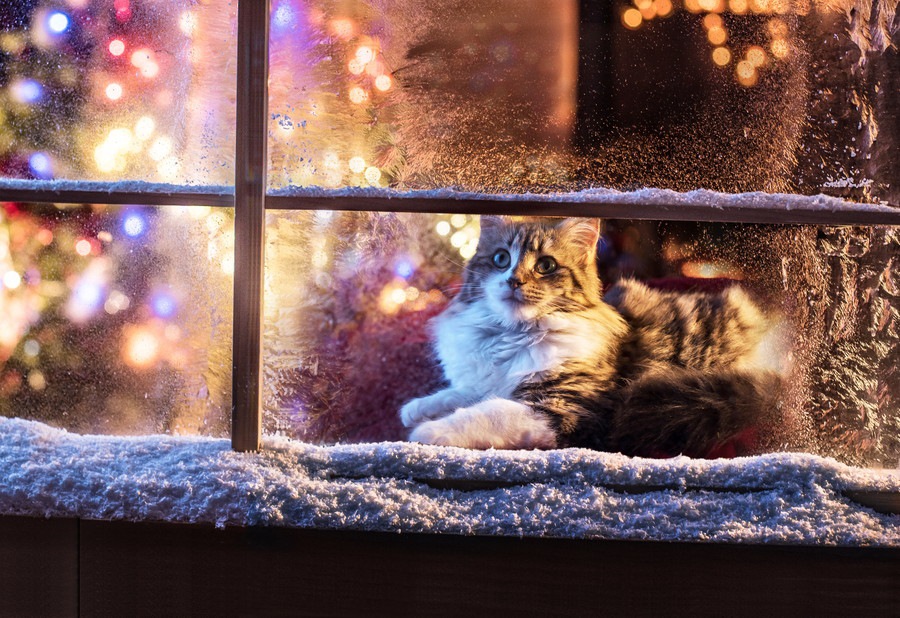 冬の猫の寒さ対策！お留守番時ストーブに頼らず安心の防寒DIY紹介