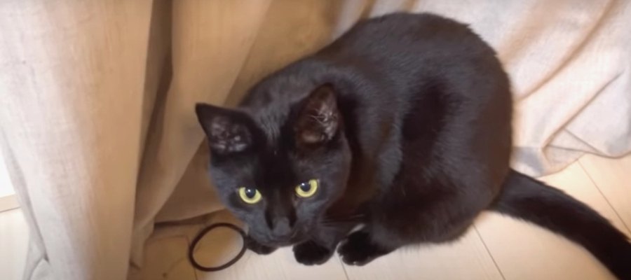ヘアゴムでひとり遊びする黒猫さん！楽しそうな姿が可愛い♡