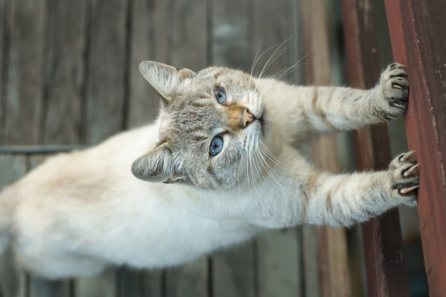 猫が賃貸住宅の柱で爪とぎ…どうしたらいい？対処法や予防法は？