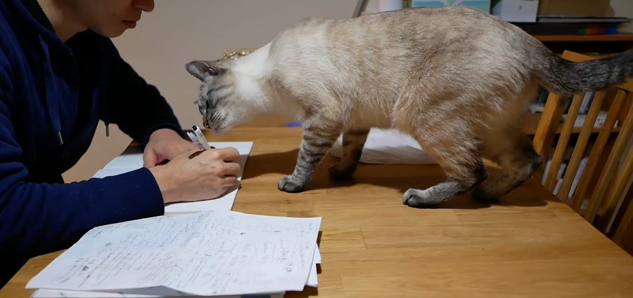 にゃにしてるの？パパの勉強を邪魔する猫さんが可愛い♡