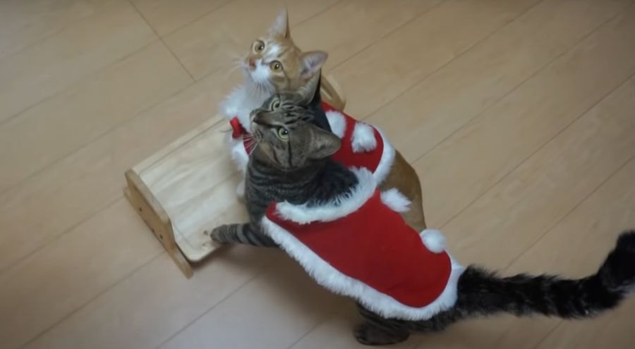 メリークリスマス♡サンタさんのコスチュームを着た猫ちゃんたちが可愛い