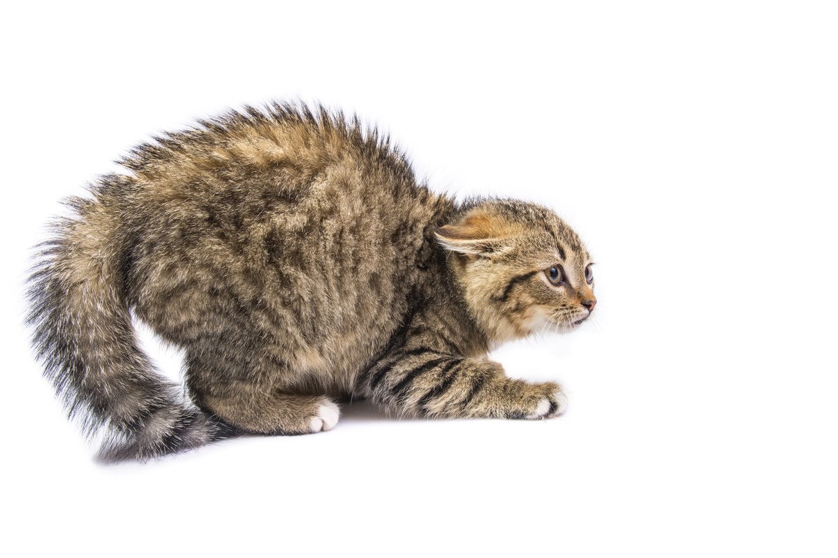猫が『怯えている』時の5つの仕草｜解消するために飼い主がすべき行動とは？