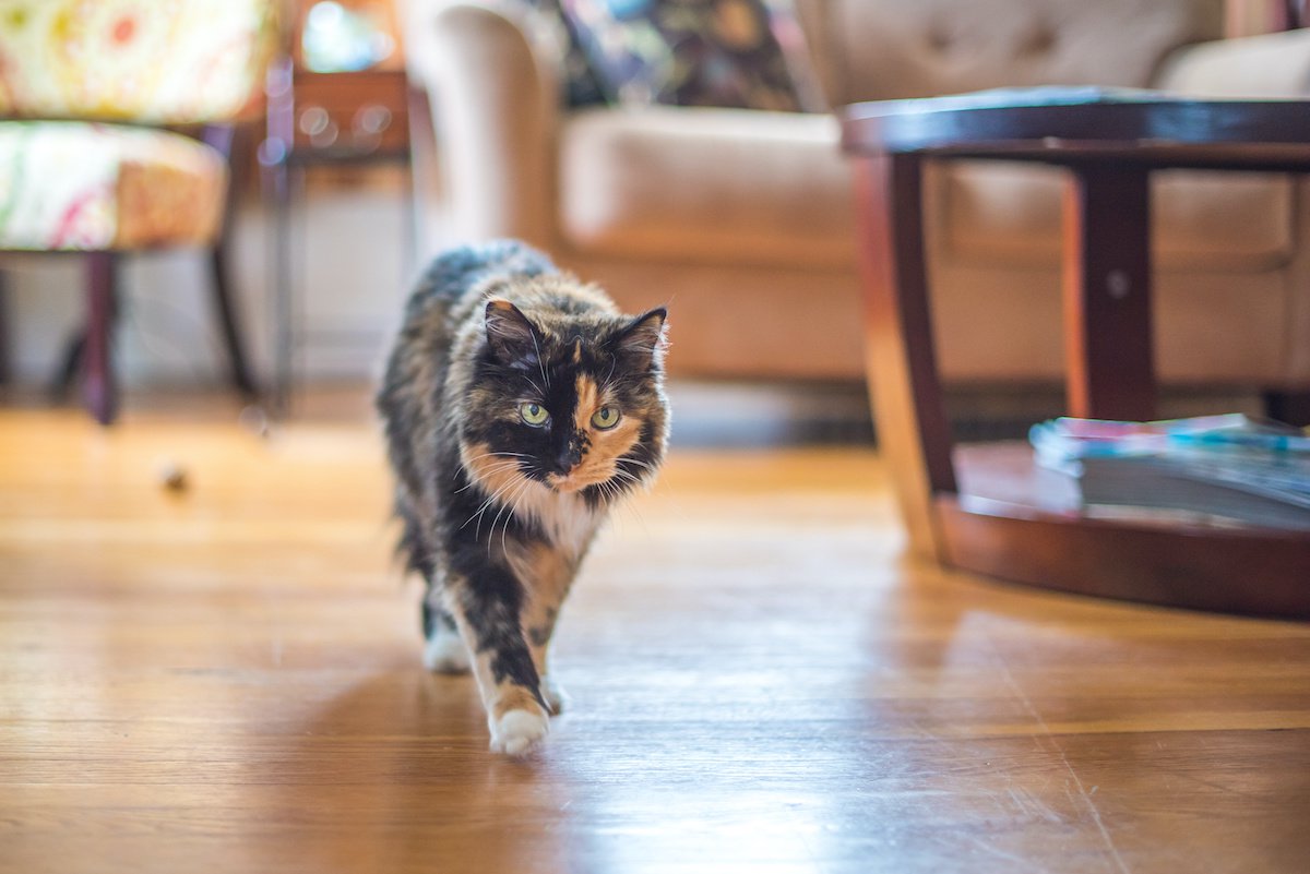 猫が『早歩き』になるのはなぜ？５つの理由