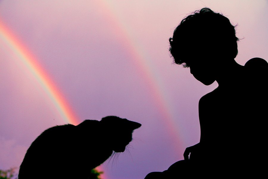 猫が死後に向かう『虹の橋』とは？由来や所説を紹介！
