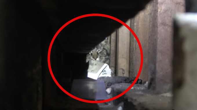 壁の中にもぐって出られない猫…一刻を争う救出活動の行方は？