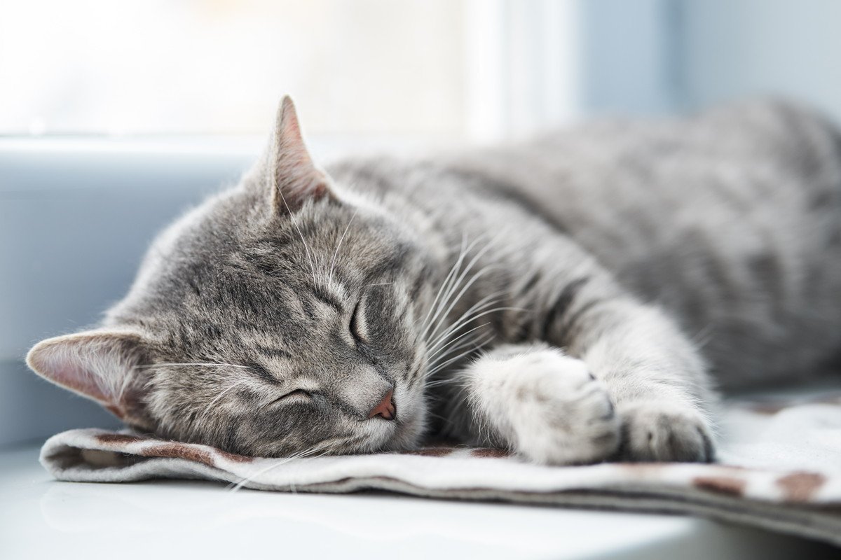 猫を長生きさせる『寝床』4つの条件　猫の快眠環境を整えて健康をサポート